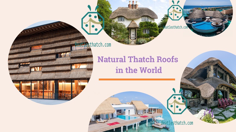 Natural Cadjan Thatch Roof Water Villa Natural Cadjan Thatch Roof Water Villa