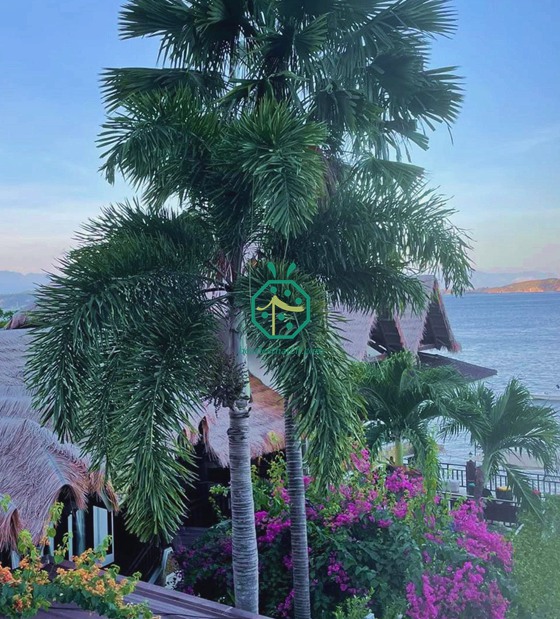 synthetisches Strohdach für Tauchresort in Batangas auf den Philippinen